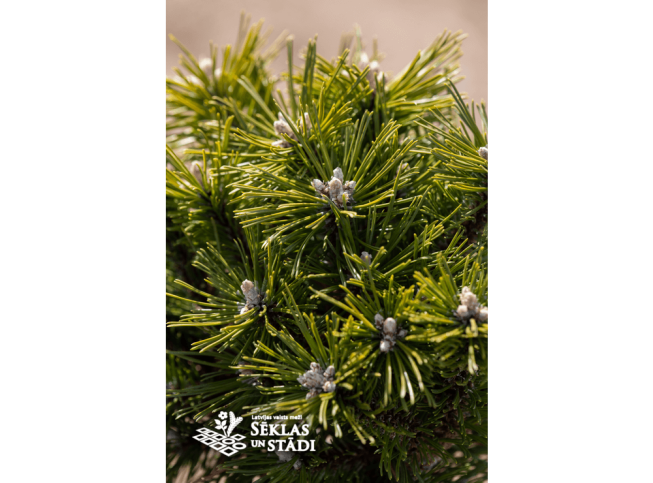 Pinus mugo   'Benjamin'